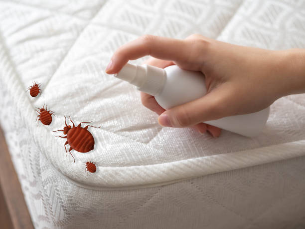 Best Real Estate Pest Inspections  in Rolla, MO